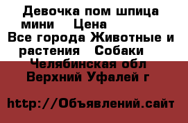 Девочка пом шпица мини  › Цена ­ 30 000 - Все города Животные и растения » Собаки   . Челябинская обл.,Верхний Уфалей г.